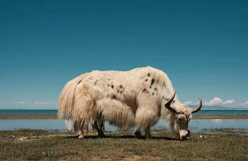 Embracing the Natural Splendor of Yak Textiles and Yarns | Bastine