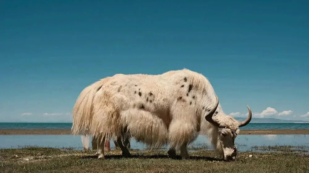 Embracing the Natural Splendor of Yak Textiles and Yarns | Bastine